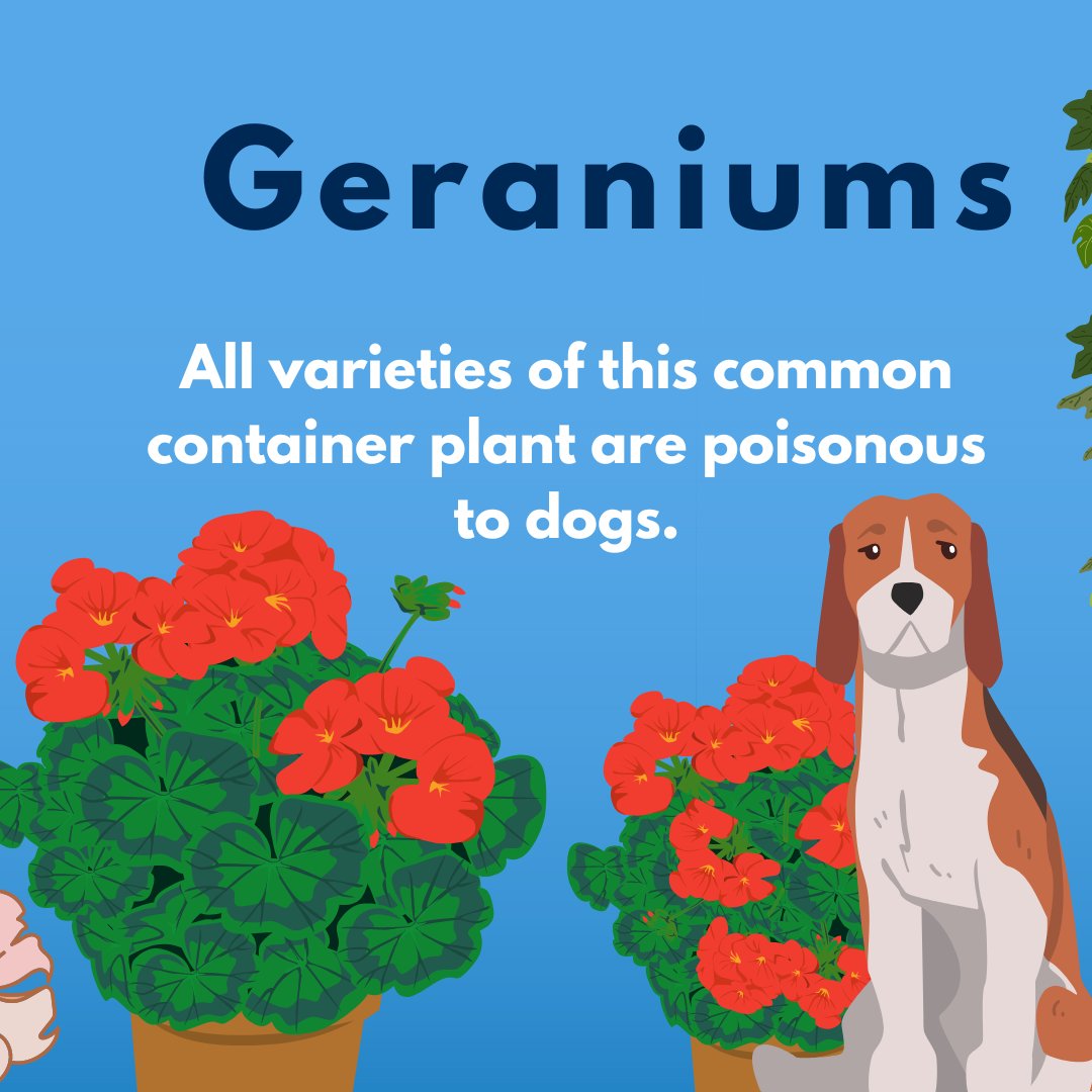 BilJac's tweet photo. One of the best parts about this time of year is all the PLANTS! Be careful; just because they are pretty to look at doesn't mean they are safe for your furry friend to be around. Here is a quick checklist of plants to avoid on your neighborhood walks. https://t.co/iAwnA6SpOw