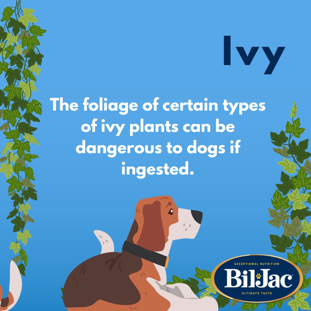 One of the best parts about this time of year is all the PLANTS! Be careful; just because they are pretty to look at doesn't mean they are safe for your furry friend to be around. Here is a quick checklist of plants to avoid on your neighborhood walks.