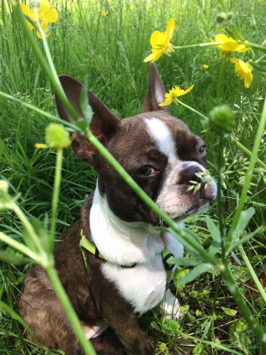 archerjt's tweet photo. ⁦@bterrierdogs⁩ https://t.co/ii4eh6Yuuu