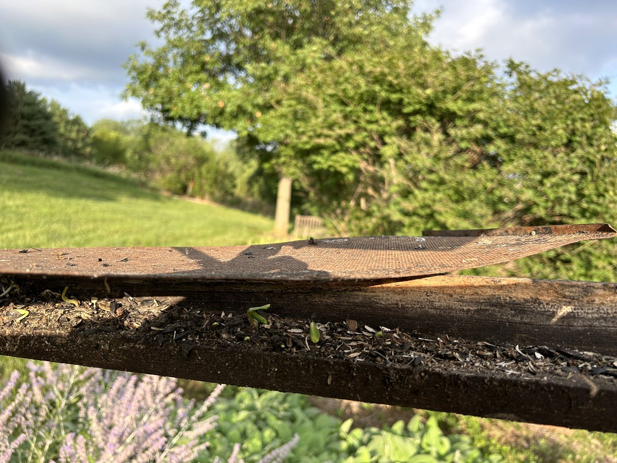 Haven’t seen sprouting birdseed in several years in SE Nebraska.