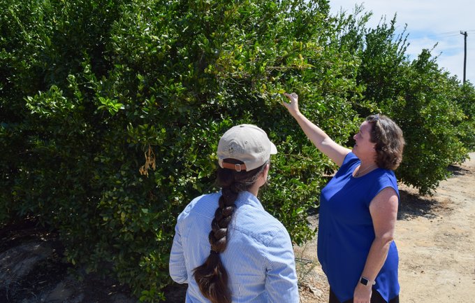 Rep. Porter reaches into a citrus tree with a local farmer.