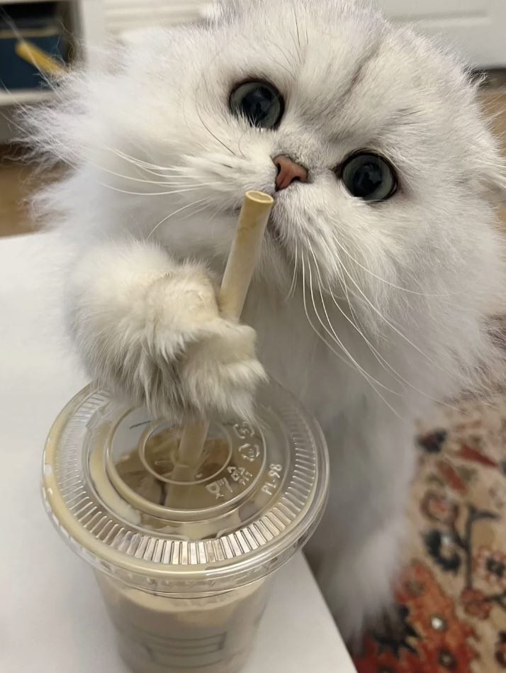 What do you want to do, little guy?