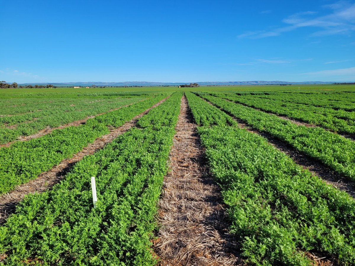 Sarah_Day_'s tweet image. Measuring NDVI of #lentil and #chickpea varieties at Condowie this week, where seed lots were separated into small and large size categories prior to sowing to determine if seed size impacts crop establishment or yield.
#SAlegumevalidation @GRDCSouth