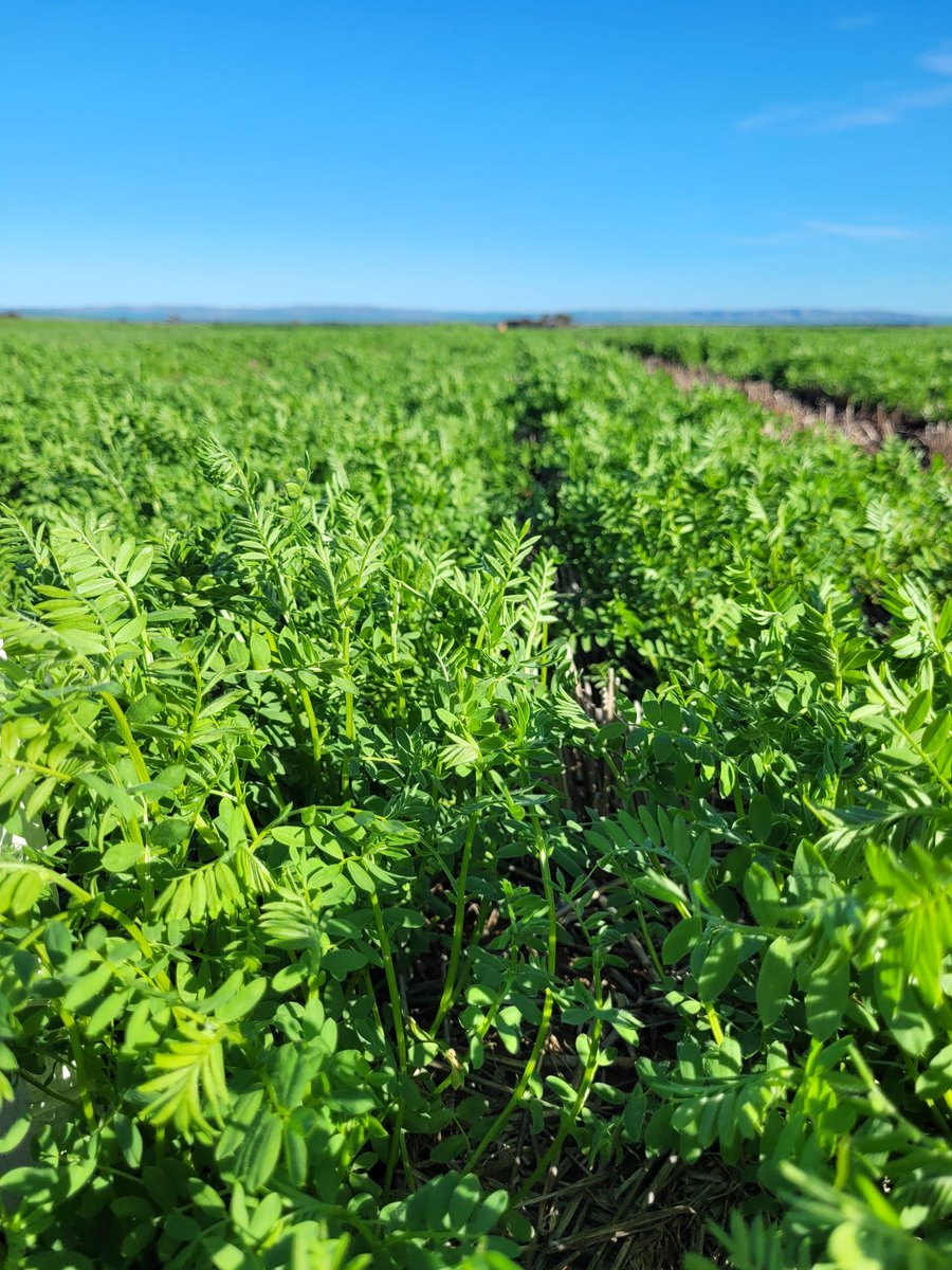 Sarah_Day_'s tweet image. Measuring NDVI of #lentil and #chickpea varieties at Condowie this week, where seed lots were separated into small and large size categories prior to sowing to determine if seed size impacts crop establishment or yield.
#SAlegumevalidation @GRDCSouth