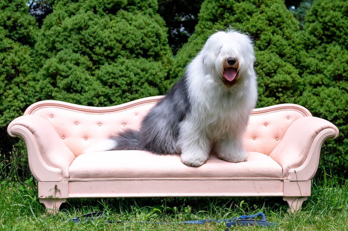 FuzzfaceJr's tweet photo. 🎶I'm a Fuzzy boy, in a Fuzzy world 
Big and scruffy, I'm so fluffy
You can brush my hair, unleash me everywhere
Life is hectic, I'm majestic
… Come on, Fuzzy, let's go party🎶
Happy #FuzzyFriday everyone! 
#OES #dogsoftwitter #barbie #sofa #sheepdog https://t.co/DpQIOgwrDs