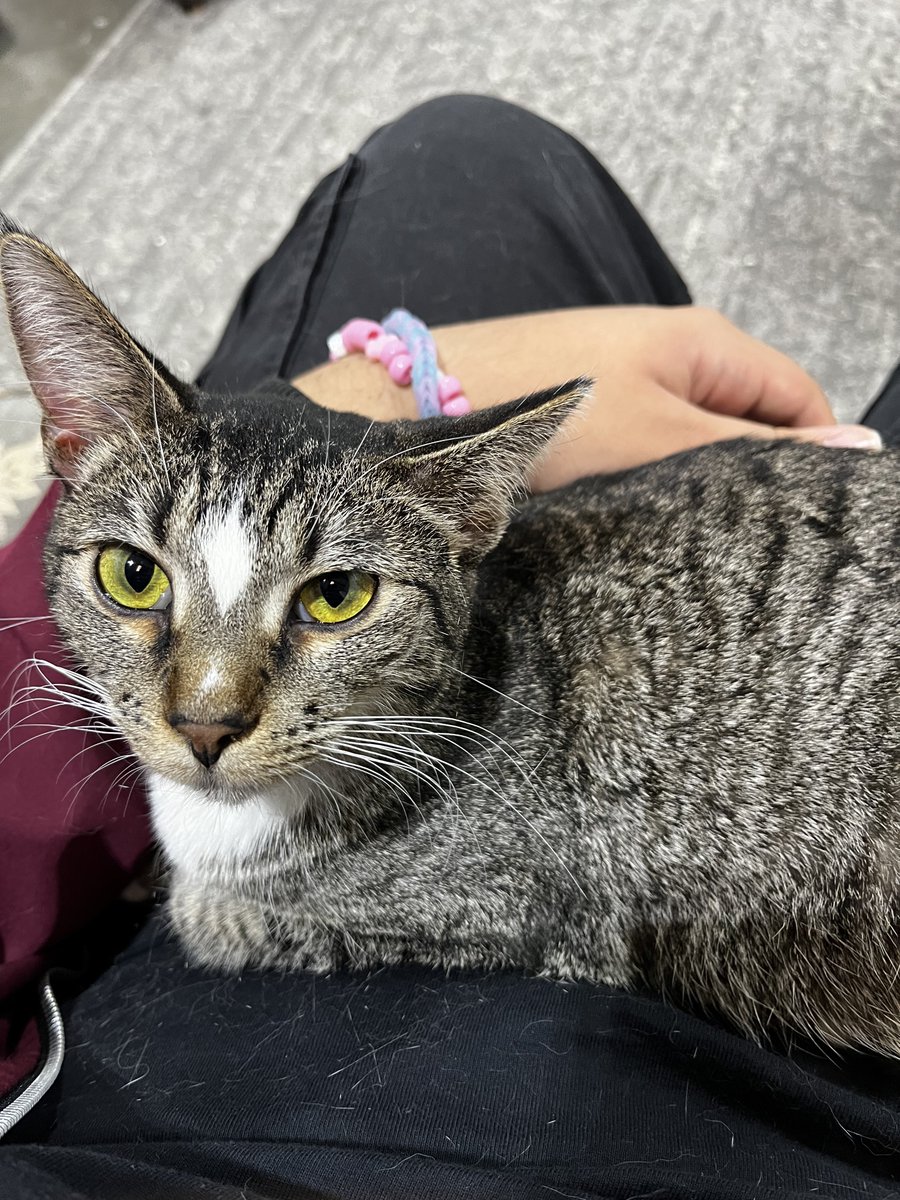 Favian_Chavezz's tweet photo. I like to think about the time I volunteered at a cat shelter and got really attached to this one cat that sat in my lap and slept. I miss that cat i hope she found a good home https://t.co/cmr0AJZWge