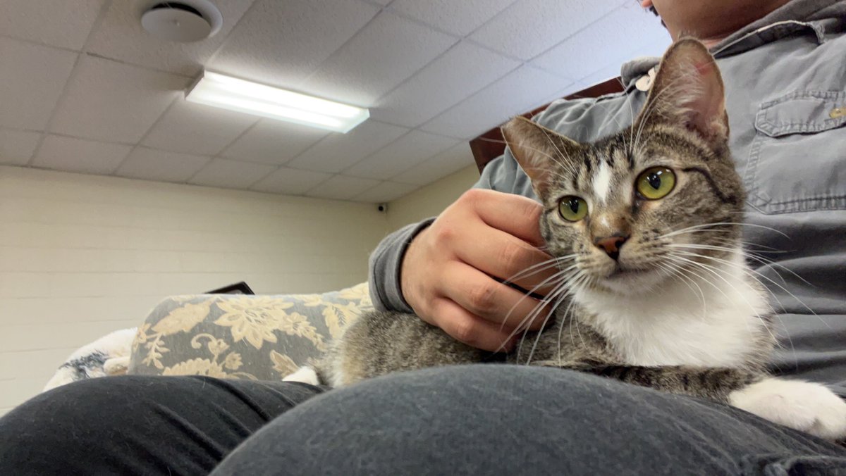 Favian_Chavezz's tweet photo. I like to think about the time I volunteered at a cat shelter and got really attached to this one cat that sat in my lap and slept. I miss that cat i hope she found a good home https://t.co/cmr0AJZWge
