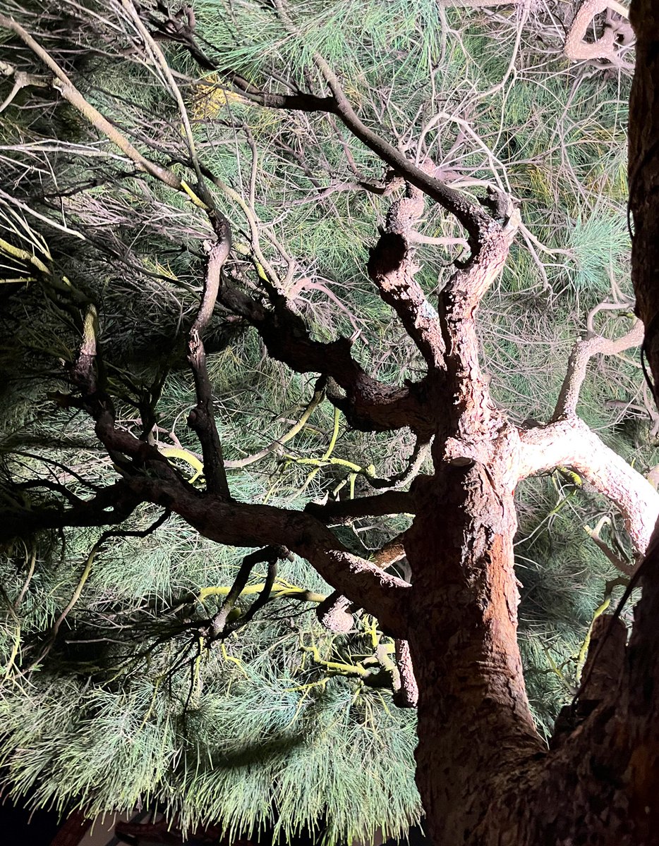 fotos_porai's tweet image. #arvore