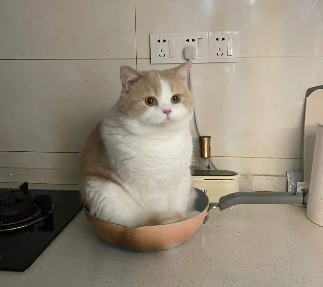 Mana saya tahu, saya kan ais kepal.