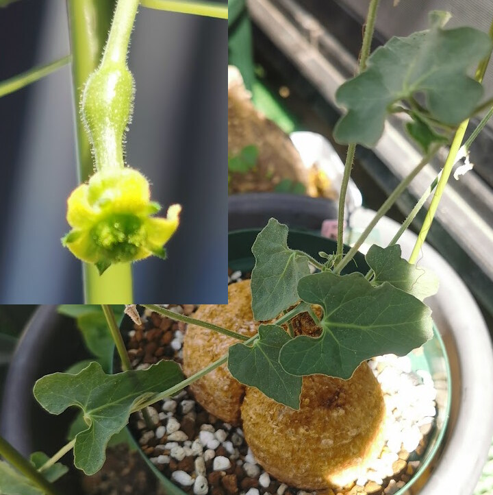 mm_penko's tweet photo. 今朝気がついたんだけど、花咲いてる!
むっちゃ小さくて地味ィィ
これモモルディカじゃない
コラロカルプス・バイネシーか
ケドロスティスの
ヘテロフィラかフォエテディッシマ

の、♀株? https://t.co/MexoFwYssJ