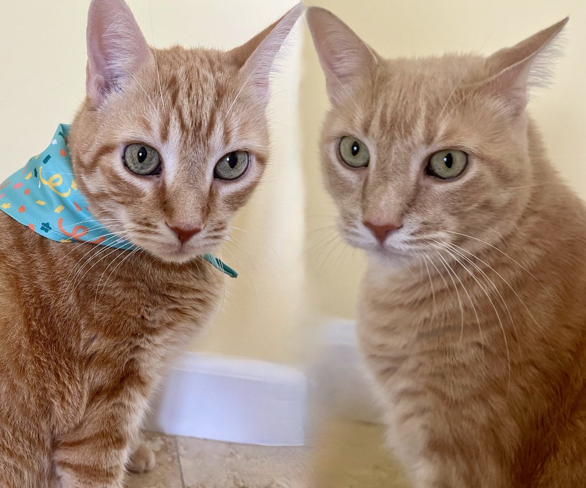 hemifitzy2's tweet photo. Happy 10th Birthday 😻 Fitzgerald &amp; Hemingway #furbrothers #cat #birthday https://t.co/Dkfd3U3sZd