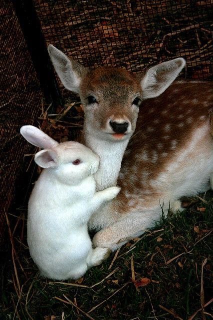 marlspills's tweet photo. happy belated bday to my fav bambi girl lili @baambigirl #fianation 🎀🐇🩷 (realest pics of us irl) https://t.co/jrPBDE8iyu