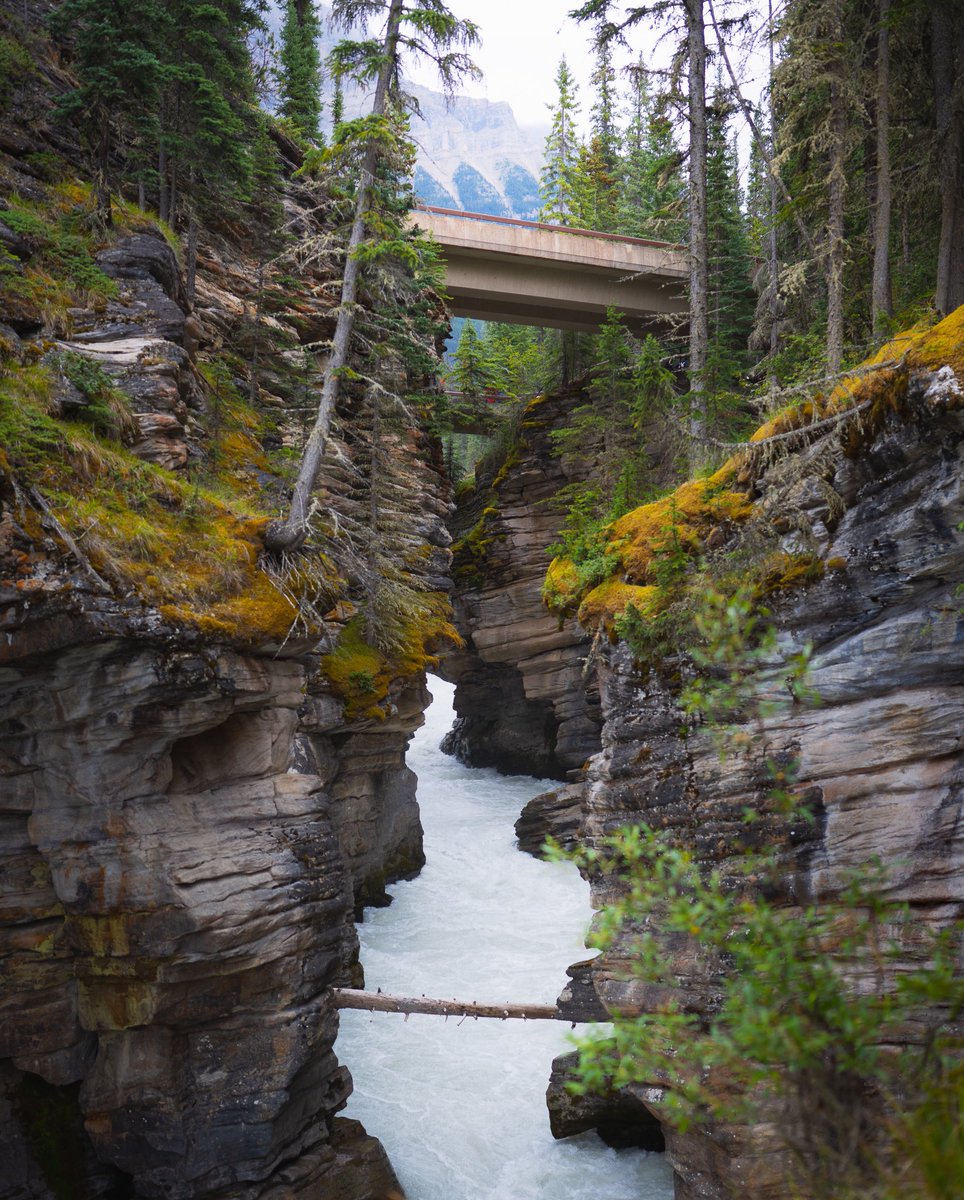 gwmorganphoto's tweet photo. Some photos from a recent trip to #jasper https://t.co/Pud0AGUuHQ