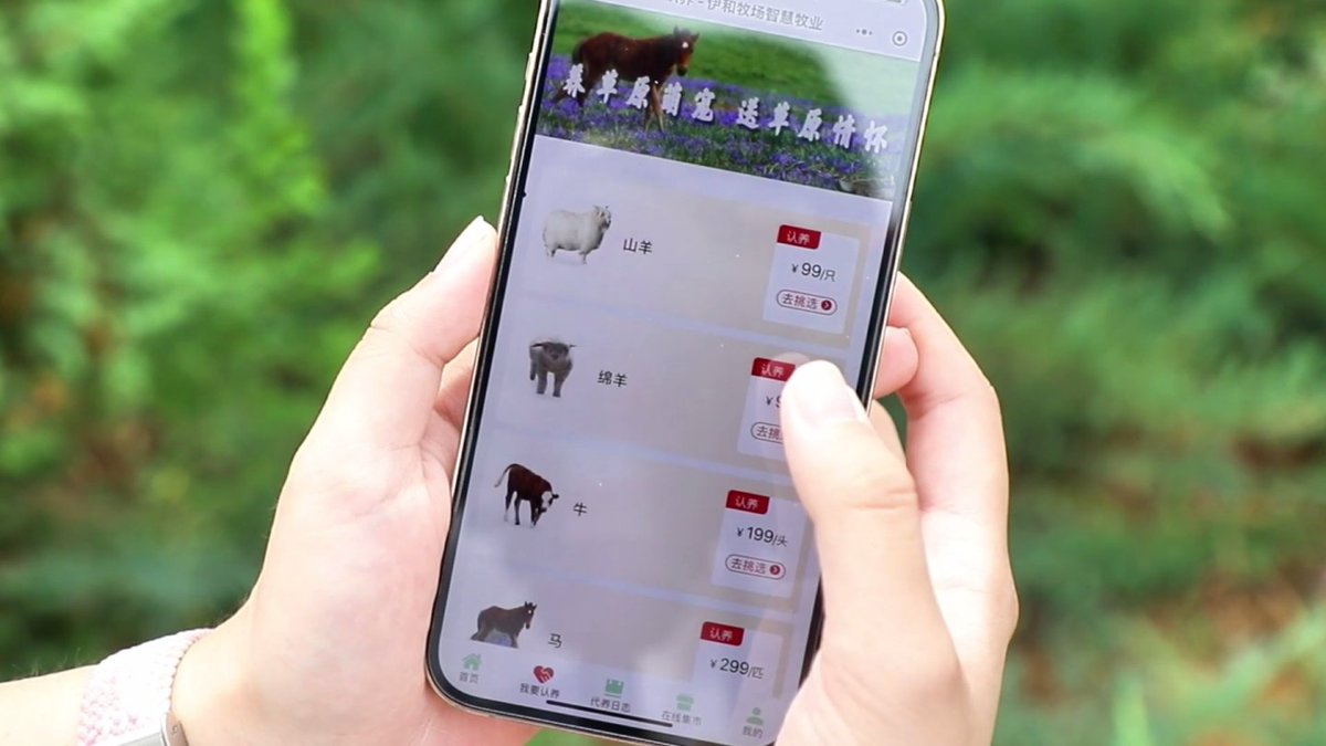 DiscoverOrdos's tweet photo. You can now adopt a sheep, horse, camel, or cow through a mini-app launched by Yihewusu Town of Hangjin Banner and China Telecom! Embrace the joy of cloud-based grazing from home, while supporting herders in overcoming sales challenges. #OrdosFocus https://t.co/BdxdDARpZb