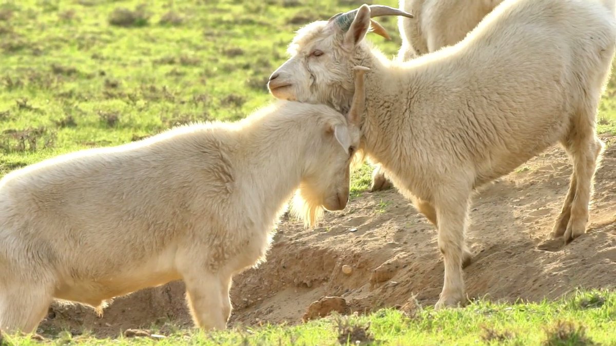 DiscoverOrdos's tweet photo. You can now adopt a sheep, horse, camel, or cow through a mini-app launched by Yihewusu Town of Hangjin Banner and China Telecom! Embrace the joy of cloud-based grazing from home, while supporting herders in overcoming sales challenges. #OrdosFocus https://t.co/BdxdDARpZb