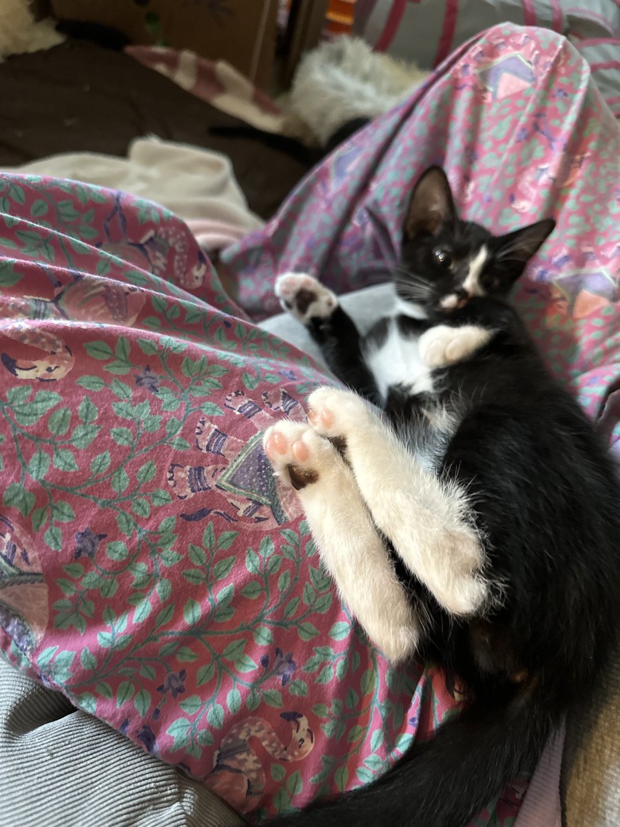 BonneHellcat66's tweet photo. Bunnycat🐰🐈⬛ #XKittens #KittensOfX https://t.co/0itdEessPT