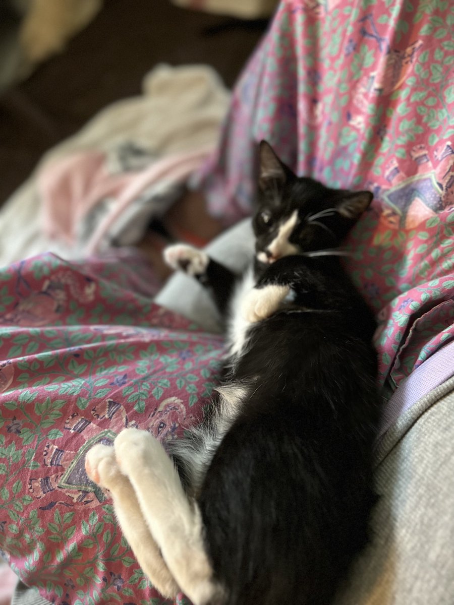 BonneHellcat66's tweet photo. Bunnycat🐰🐈⬛ #XKittens #KittensOfX https://t.co/0itdEessPT