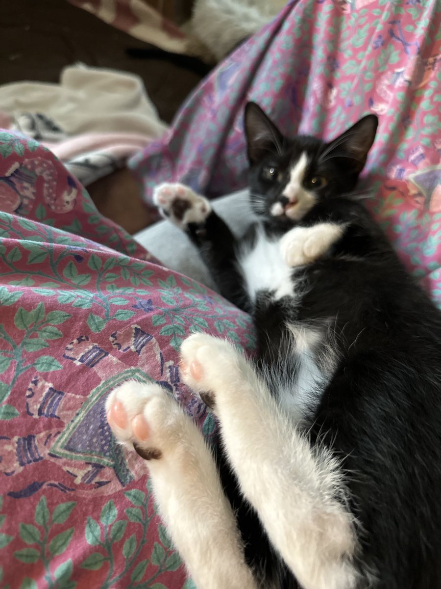 BonneHellcat66's tweet photo. Bunnycat🐰🐈⬛ #XKittens #KittensOfX https://t.co/0itdEessPT