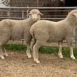 Photo by Lampata Poll Merinos (@LampataPoll)