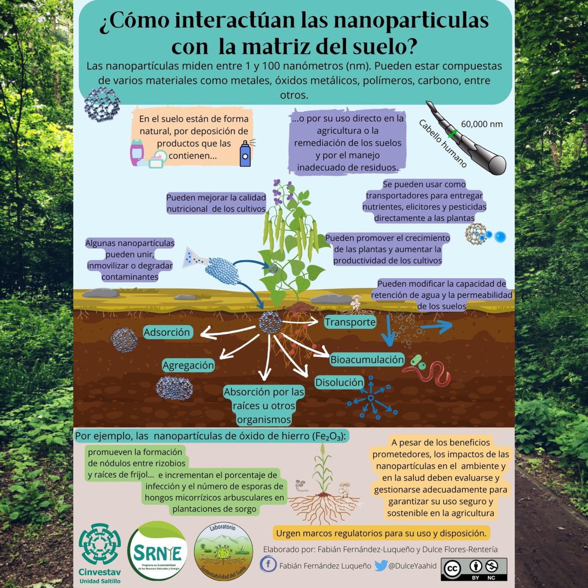 SueloLab's tweet photo. Las nanopartículas en la matriz del suelo pueden interactuar entre sí y con los componentes del suelo circundante a través de varios mecanismos. 

#soil 
#nanotechnology #biologia #agriculture #Agricultura #nanotecnologia https://t.co/MlRIsCpyRS