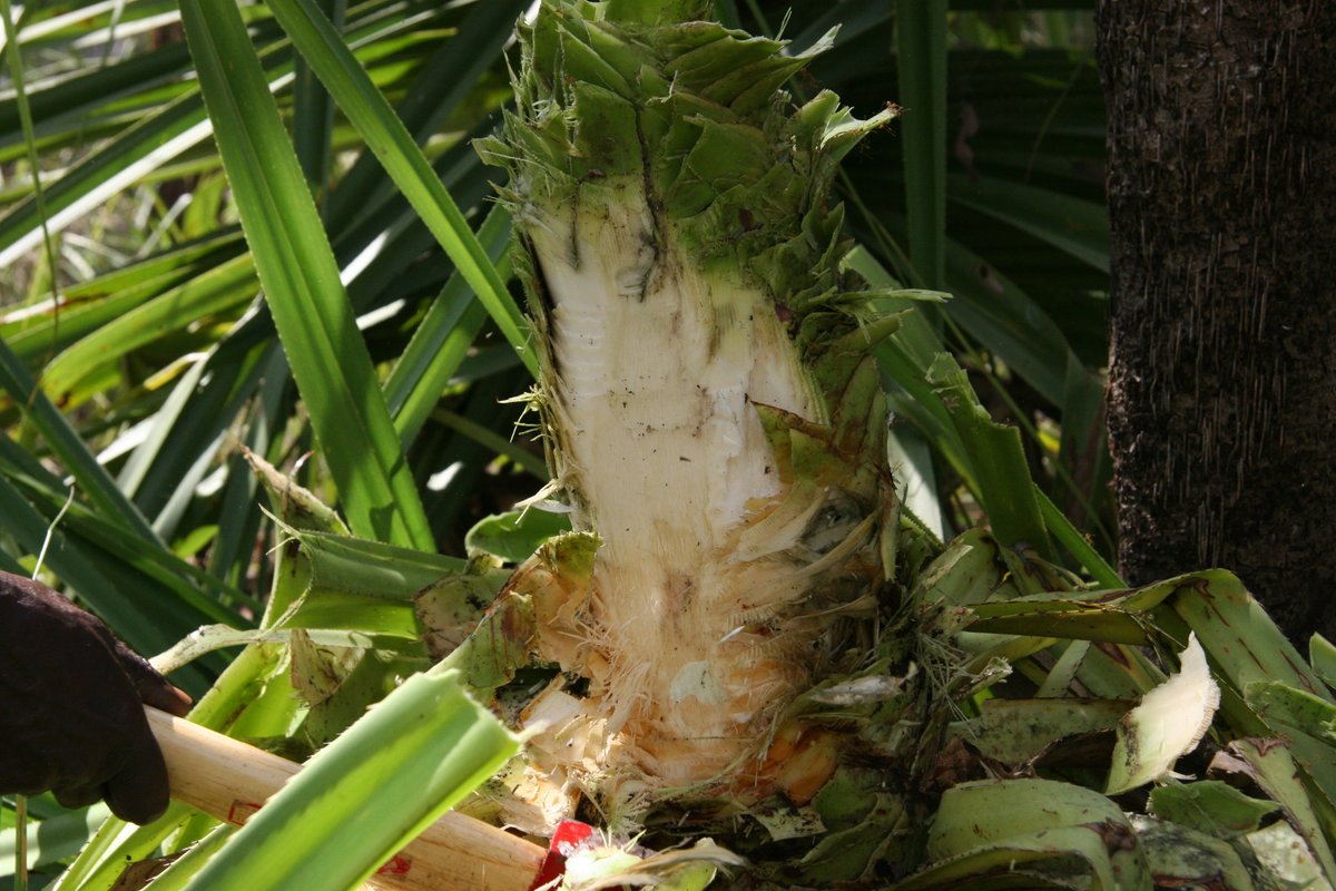 'Karlawijiwiji' is the soft part of the pandanus stem which can be eaten. It is also used as a green dye for making baskets. To find out more search 'Karlawijiwij' in the Mawng dictionary on our website: bit.ly/3NIRYKT.
Photo: Sabine Hoeng (License: all rights reserved).