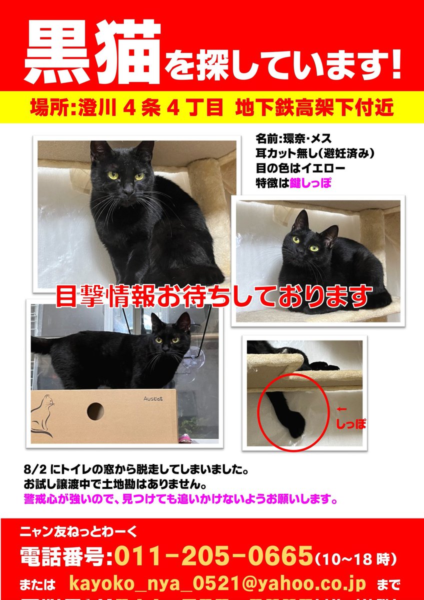 拡散希望

猫ちゃんが脱走してしまいました

見かけた方ポスター先にご連絡頂けたらありがたいです

よろしくお願いいたします

#保護猫 #野良猫 #猫レスキュー #保護猫活動 #猫
