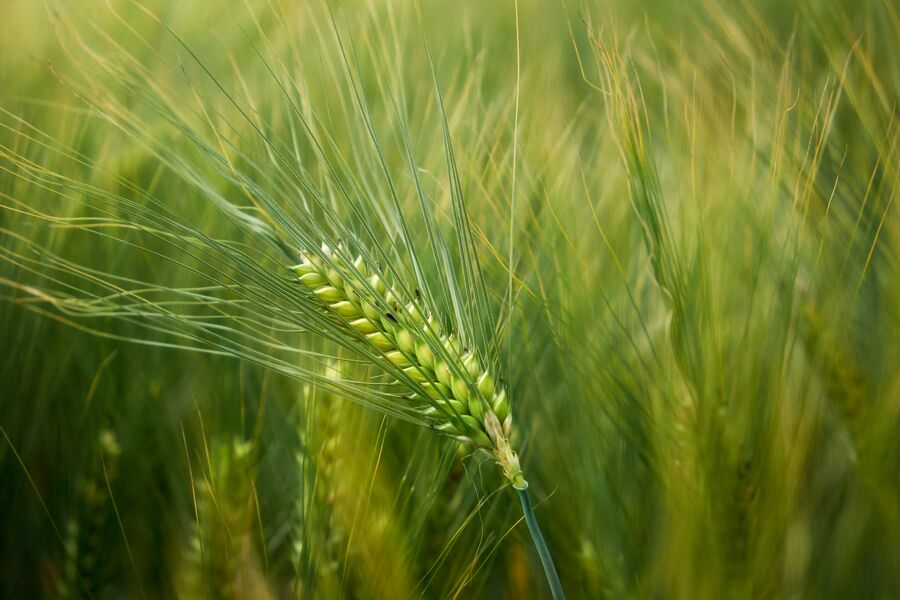 Syngenta_BNL's tweet photo. Vandaag is het International #Beer Day! Gerst is cruciaal voor een lekker biertje. Weetje voor de vrijmbo straks: meer dan 10.000 jaar geleden in Mesopotamië werd al #gerst verbouwd. Niet alleen voor #bier maar ook voor brood, pap en het werd gebruikt als ruilmiddel en 'geld'. 🍻 https://t.co/y0zcKzmFqg
