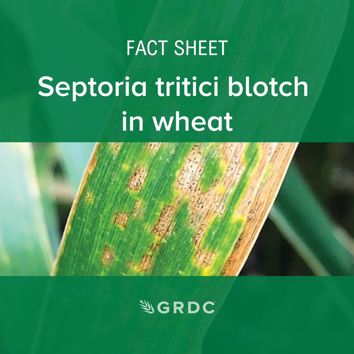Septoria tritici blotch (STB) has been found in wheat paddocks across the southern grain growing region. It could get worse. Look for the telltale signs of #septoria & read up on the most effective ways to manage it in our #septoria fact sheet: bit.ly/3Qoq5K7