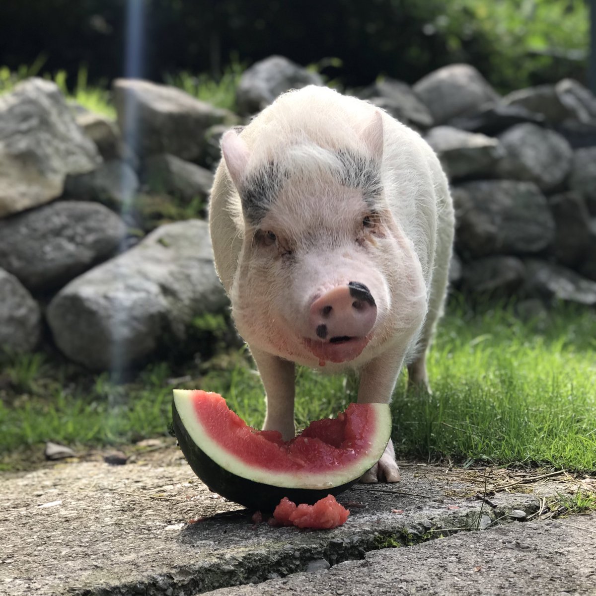 Our favorite summer snack 🍉  #NationalWatermelonDay