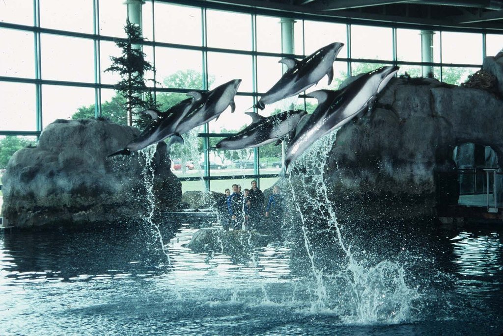 ThemedReality's tweet photo. 1/3 
BREAKING: Loke and Elelo (the offspring of Loke and Li'i) have arrived safely at the Shedd Aquarium in Chicago from Miami Seaquarium, where their tank in the Pompanos pool area was in desperate need of repairs.... https://t.co/AWzXMQ5zxf