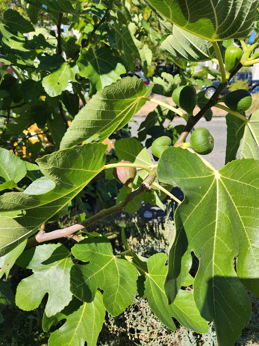 shru_'s tweet photo. Was on a walk..and was super  excited to see this fig tree. https://t.co/BPeRi5onnn