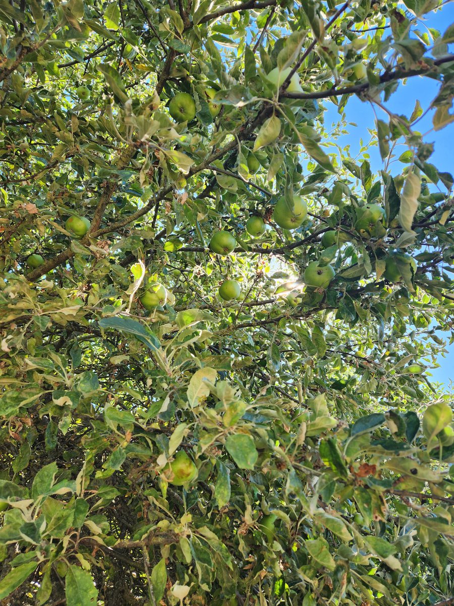 shru_'s tweet photo. And this... I think these are apples, but I could be wrong. https://t.co/yhGv9MmWTR