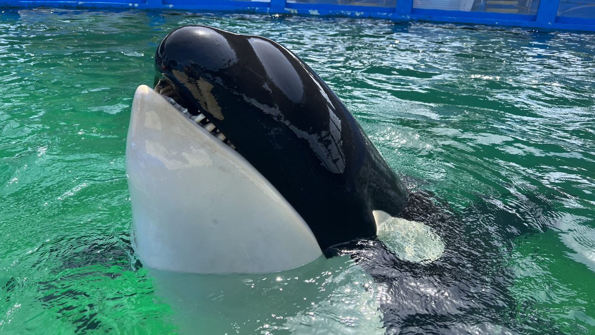 ThemedReality's tweet photo. 2/3 
The Dolphin Company was attempting to move Loke into the Whale Bowl with Li'i and Tokitae, the park's lone orca, but faced concerns from NOAA personnel, as we discovered in FOIA documents. https://t.co/s70eMQHHPV