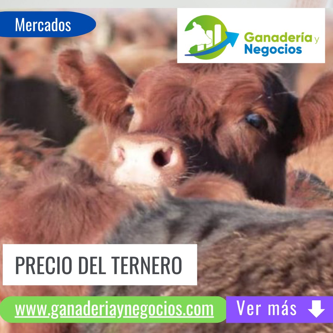 gynegocio's tweet photo. Los precios ganaderos, en especial de los terneros, se dispararon y marcaron una tendencia significativa.
¿Cuáles son los motivos? ¿Es sólo recuperación o crecimiento?
Las respuestas en 👉 https://t.co/nRqRCdNOK8 https://t.co/vA04VgesRk