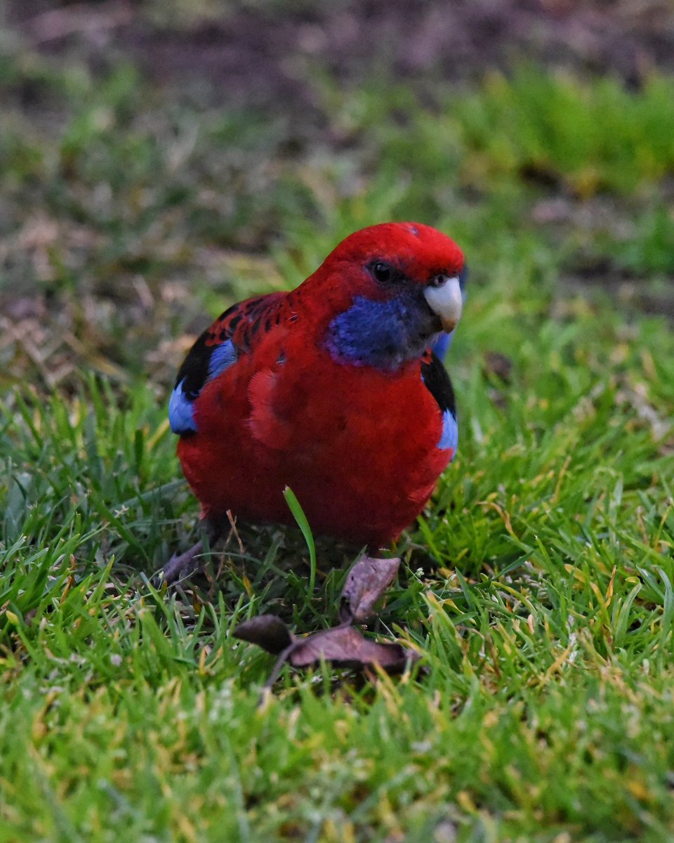 GPMooreEsq's tweet photo. Criminal laying low. 

Even the birbs are staying grounded in today’s wild Melbourne weather. Minimal drag at this altitude. 

#WildOz #OzBirds #CrimsonRosella #MelbourneWeather  #BirdsInBackyards #GroundEffect https://t.co/Q8b592lvg7