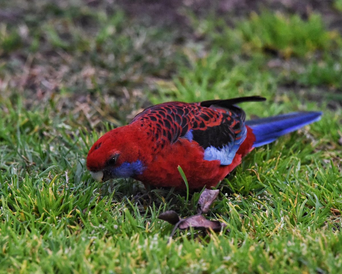GPMooreEsq's tweet photo. Criminal laying low. 

Even the birbs are staying grounded in today’s wild Melbourne weather. Minimal drag at this altitude. 

#WildOz #OzBirds #CrimsonRosella #MelbourneWeather  #BirdsInBackyards #GroundEffect https://t.co/Q8b592lvg7