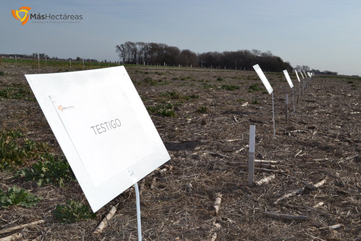 Consultora Más Hectáreas tweet media