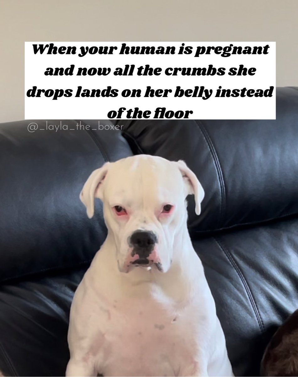 Layla_the_Boxer's tweet photo. True story 😒 

#funnydogs #cutedogs #doghumor #dogmemes https://t.co/eZGMO7vTh2