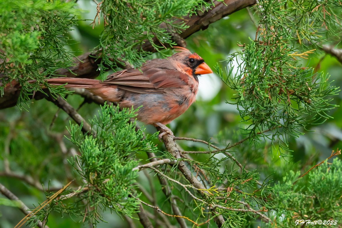 ghholt's tweet photo. A Northern Cardinal in a cedar tree on a rainy afternoon. #TwitterNatureCommunity #NaturePhotography #naturelovers #birding #birdphotography #wildlifephotography #NorthernCardinal https://t.co/723PVu6G37