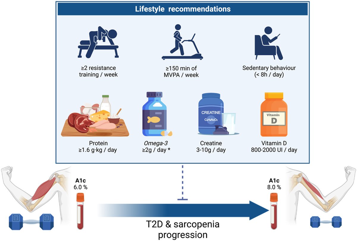 Sarcopenia and type 2 diabetes share a bidirectional relationship.

Both resistance and aerobic exercise, with appropriate nutritional support, can benefit these conditions.

sciencedirect.com/science/articl…