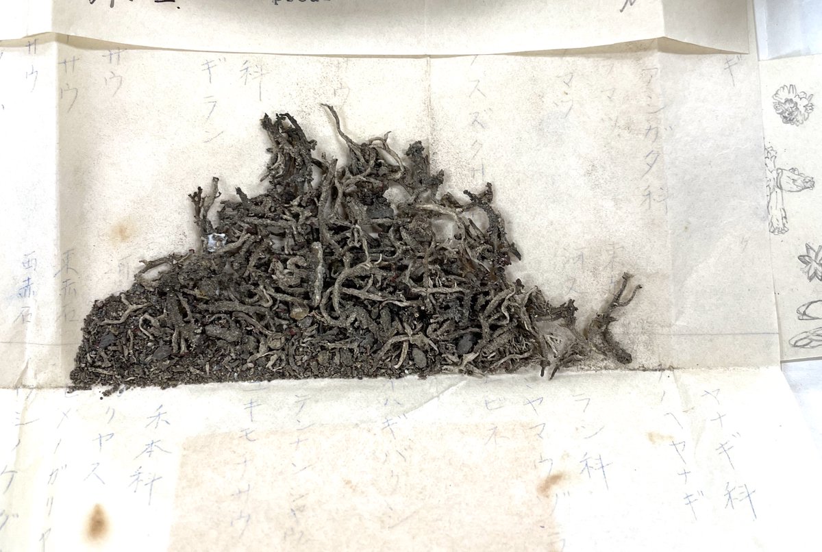 70年前の博物館標本からDNAの抽出をしました。

DNAの平均の断片の長さが60bp以下なので、PCRの鋳型に使うのは無理そうです。
これが「博物館標本からDNAはとれない」と言われていた理由でしょう。

でも、次世代シークエンスなら全ゲノム配列決定も大丈夫！