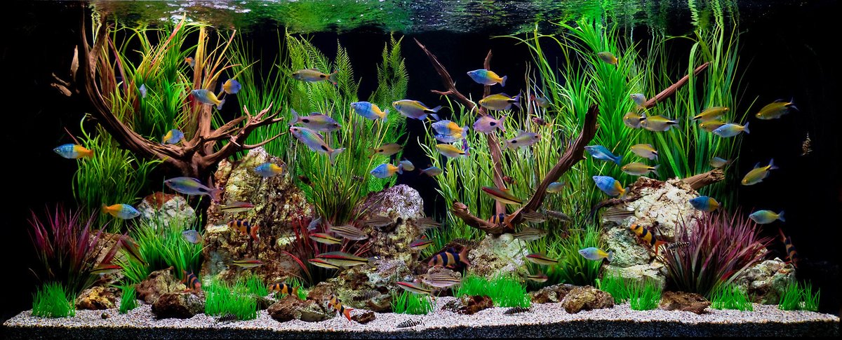 AW_SanDiego's tweet image. Are water changes necessary for planted aquariums? Find out from the experts at Aquatic Warehouse: bit.ly/3qhRySV

.
#aquaticwarehouse #freshwatertank #freshwateraquarium #fishtank #aquariums #care #sandiego #fish #aquariumfish #planted