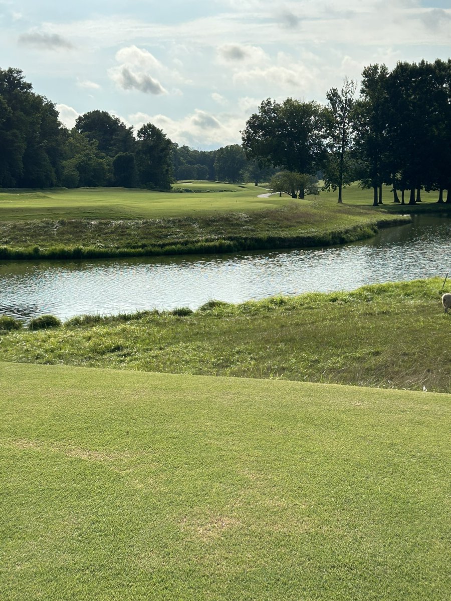 Had to recruit some sheep to mow for me since I’m out of town golfing this week. <a href="/OutKickTNML/">ThursdayNightMowingLeague</a> welcomes even the four legged mowers
