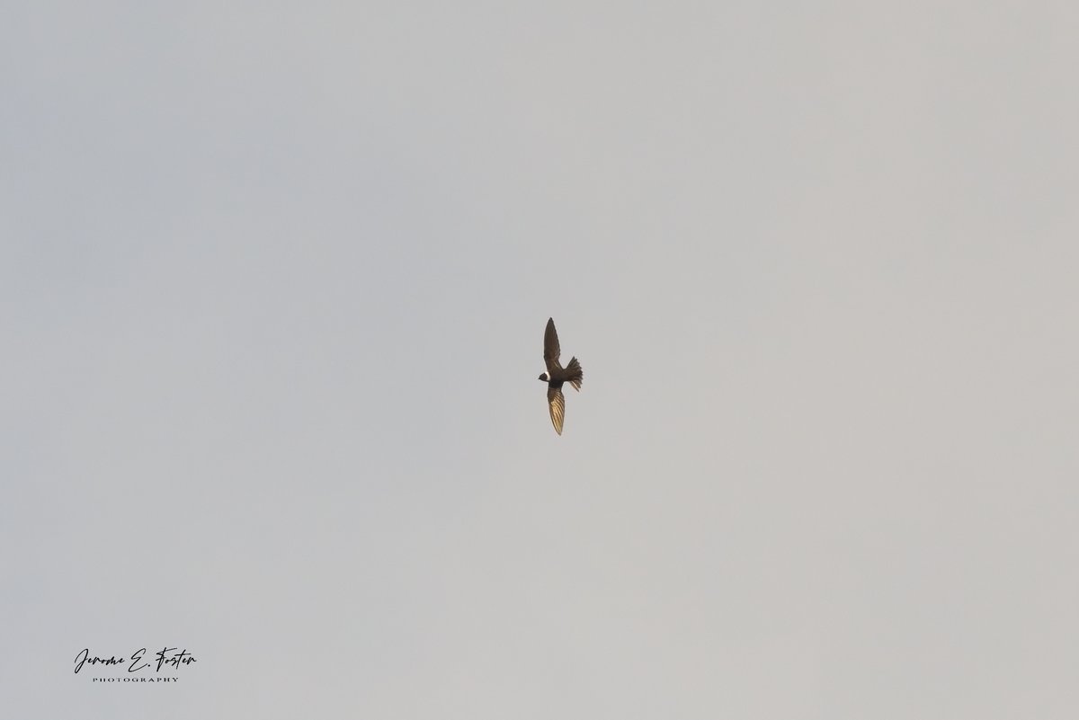 buggyfresh78's tweet photo. #Swifts are never easy to #photograph. I quite enjoy the challenge. #White-#collared #swift in the #NorthernRange, Trinidad.
.
.
.
#birdwatching #wildlife #animals #birdphotography #caribbean #trinidadandtobago #BirdsSeenIn2023 https://t.co/psNSAztjsZ