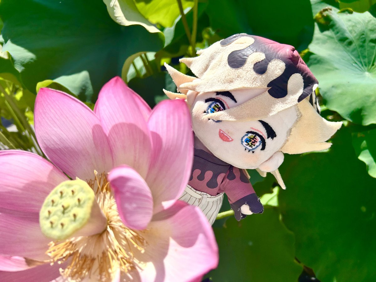 kureten's tweet photo. ﾋﾟｮｺﾘ🪷 https://t.co/OqDaUptIuJ