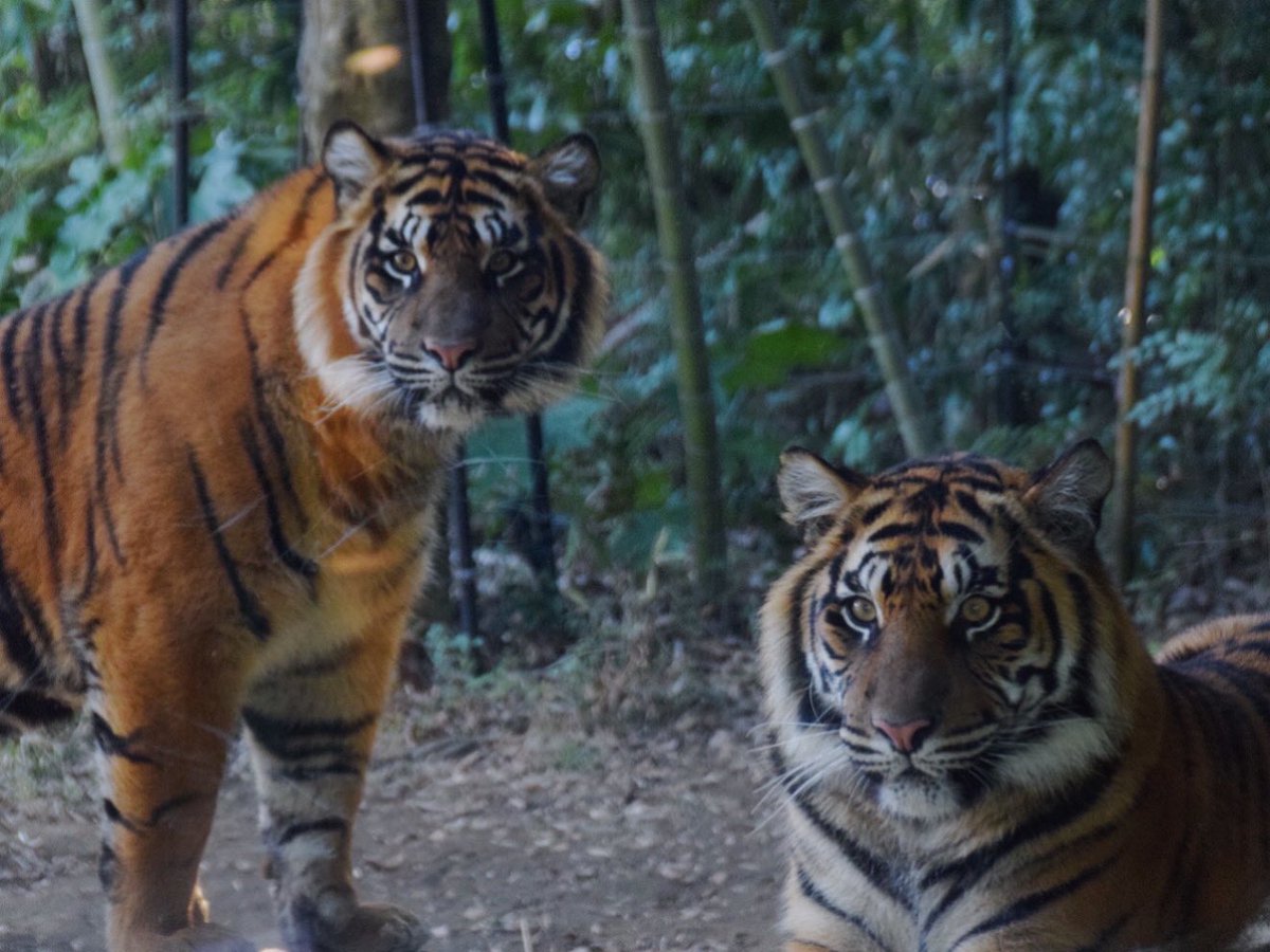 ミンダマ、9歳のお誕生日🎉
おめでとう！大切なふたり🐯🐯
2016.2.5 #ズーラシア 
#ミンピ #上野動物園 #ダマイ #八木山動物公園 #スマトラトラ #9thbirthday