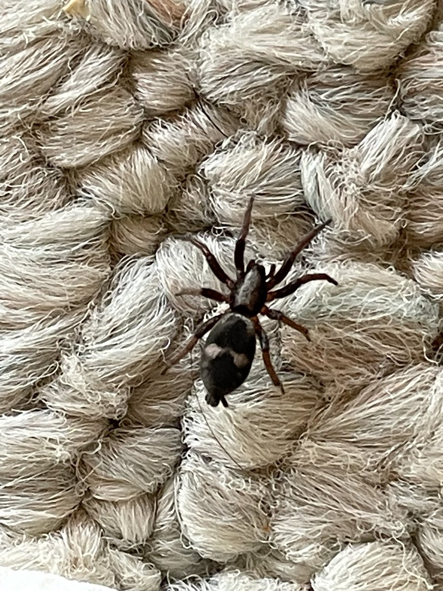 David_Keppler's tweet photo. Anyone know what type of arachnid this little fella is? https://t.co/UBDq4UyVzF