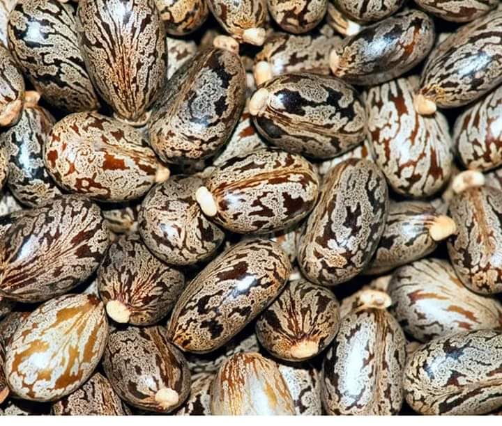 TevinCharles6's tweet photo. Castor seeds nmeiskia ukikula hii mboys analima shamba bila fanikio wala mazao 🤣but be carefull its poisonous https://t.co/lSFcmzbE9n