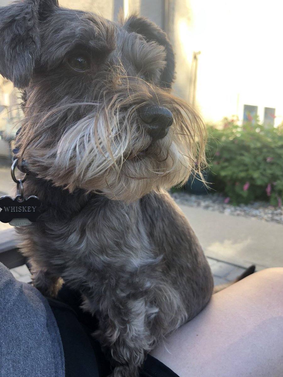 mommatillie's tweet photo. @calstampeders @LordcoParts @daddytillie would be washing the Jeep and I will be in the hammock with Whiskey the schnauzer https://t.co/AWu1YnIjLF
