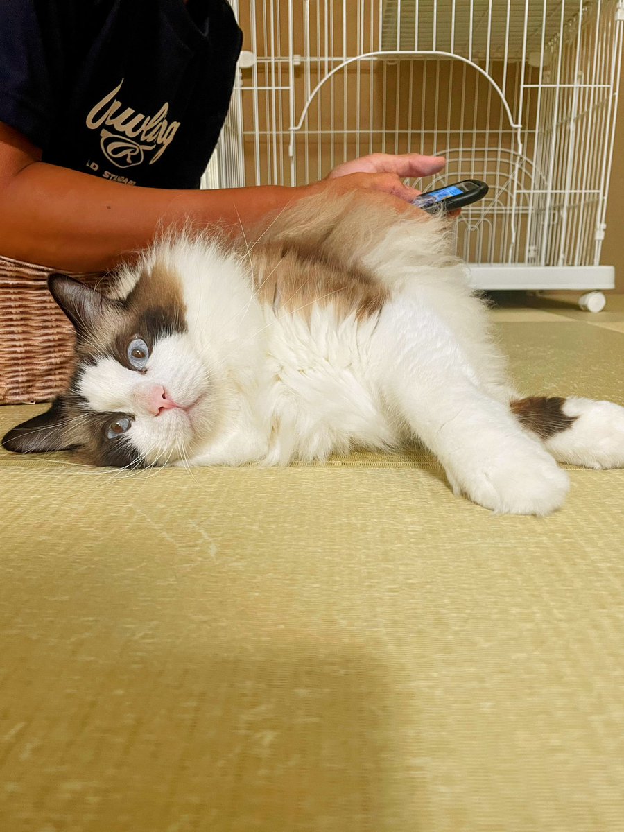 にゃつ休みらしい🐾

＃猫 ＃ラグドール  #夏休み